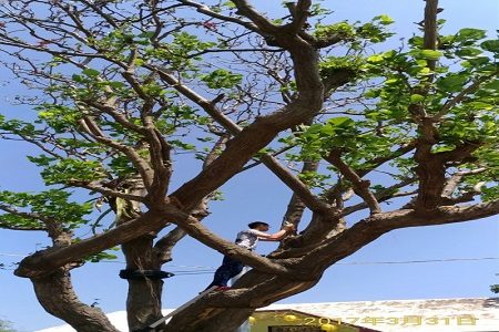 為百年珍貴老樹刺桐的診斷治療 450x300